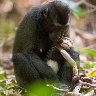 Mẹ khỉ đau buồn, ôm xác con hai ngày tại khu bảo tồn tự nhiên Tangkoko thuộc vườn thú quốc gia Sulawesi (Indonesia)